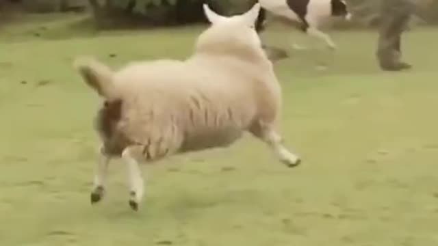 Funny Goat Viral Video