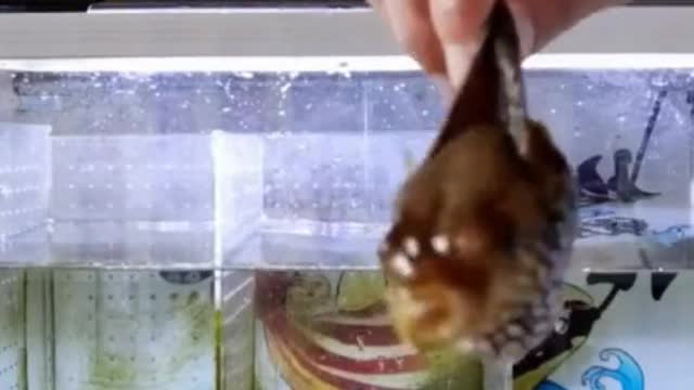 "Become a ball 🏀 😂😂😂#PetThings #foryou #animalsoftiktok #animalfriends #foryoupage #fish"