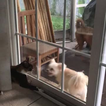 Dog And Cat Fight It Out From Either Side Of A Glass Door