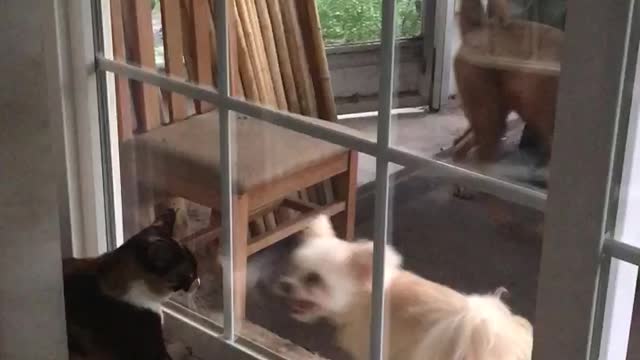 Dog And Cat Fight It Out From Either Side Of A Glass Door