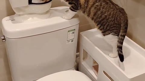 Come on stupid cat