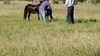 Mule Riding