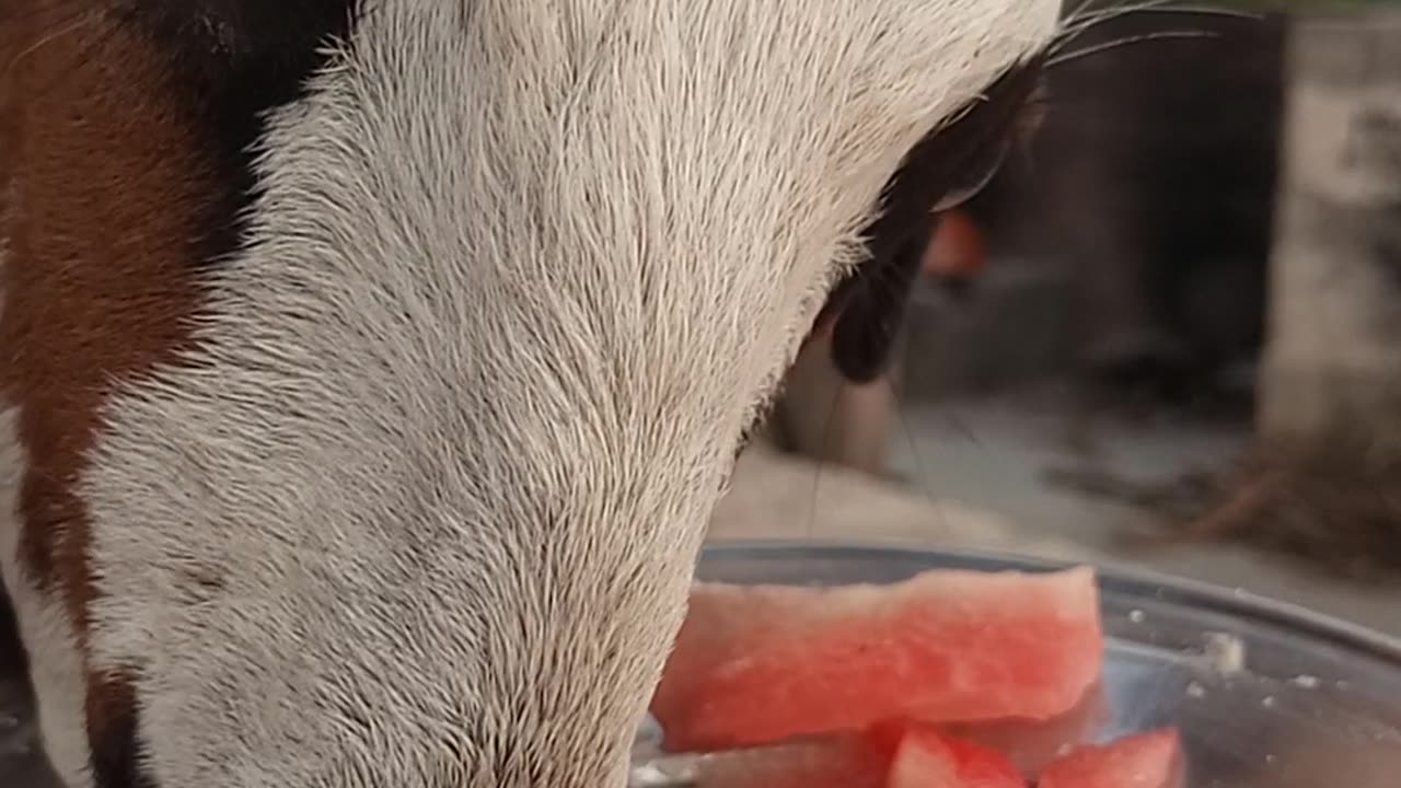 Water melons