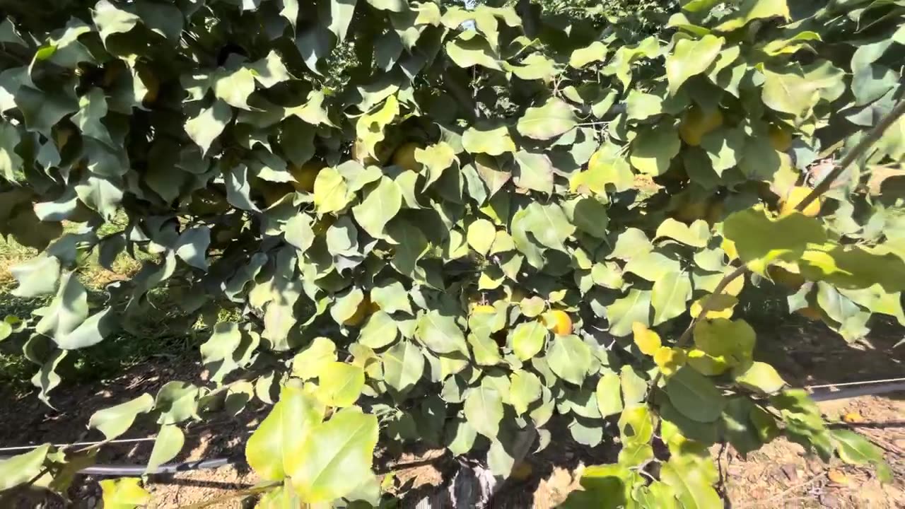 Asian Pears Orchards