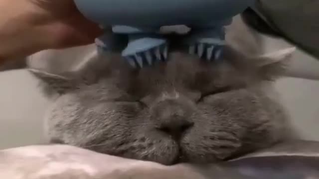 #Cute cats
