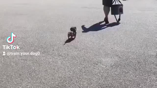 Cute puppy walks with dog