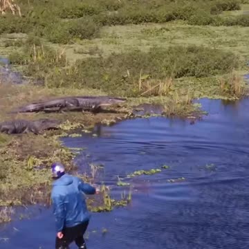 Tell me you live in Florida, without telling me... #wakeboarding #florida #alligator