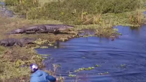 Tell me you live in Florida, without telling me... #wakeboarding #florida #alligator