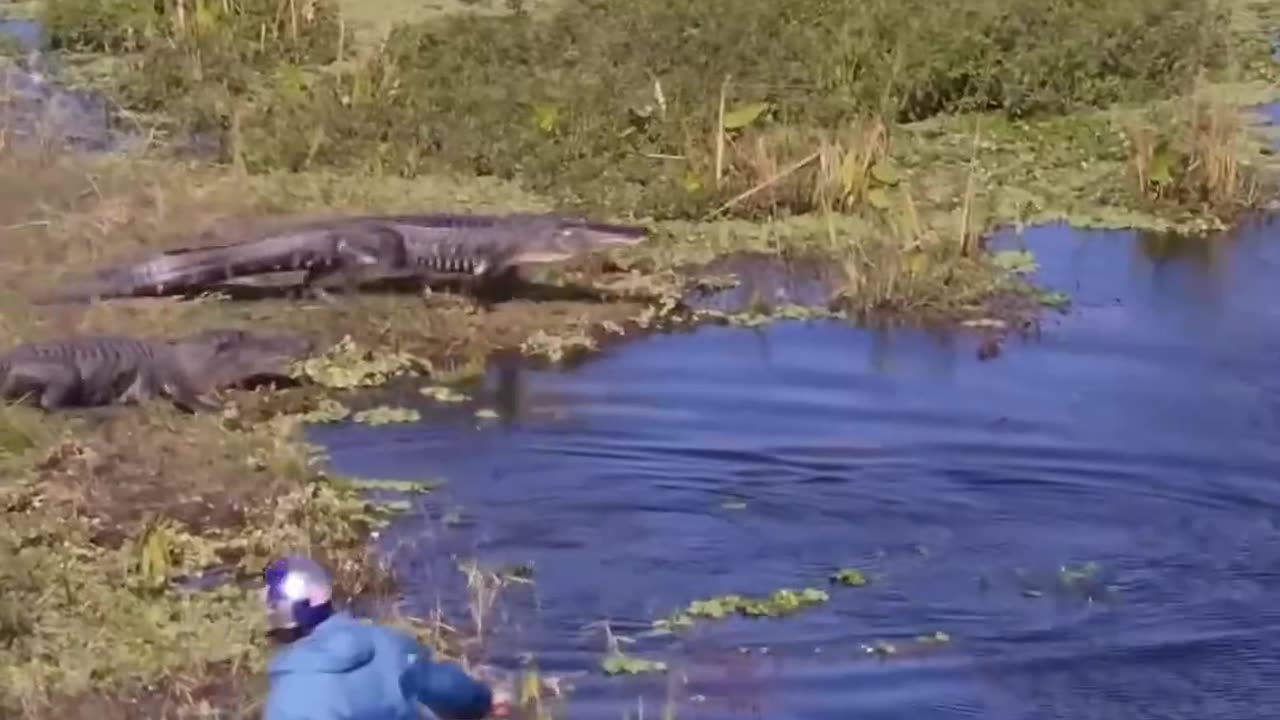 Tell me you live in Florida, without telling me... #wakeboarding #florida #alligator