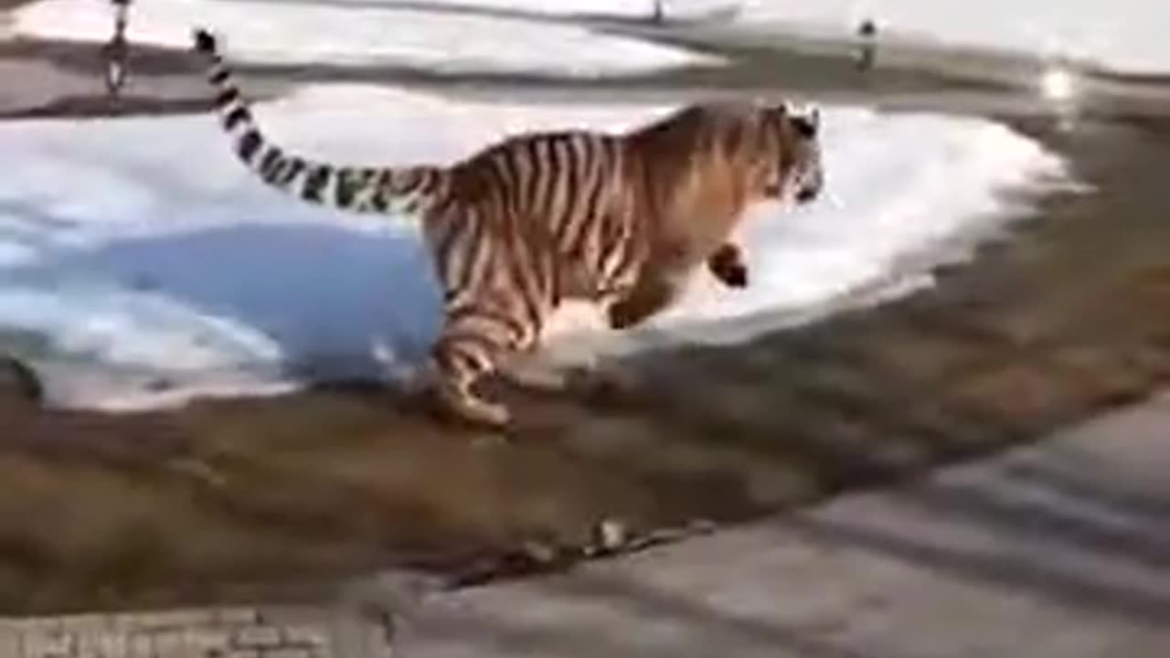 Real Video - TIGER vs DOG