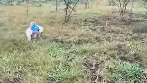 Puppy Protects Monkey From Naughty Duck