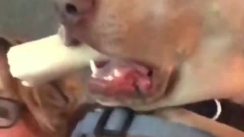 DOGS-CATS-AND FUNNY PEOPLE