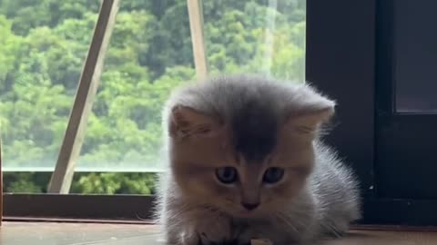 funny cat video compilation