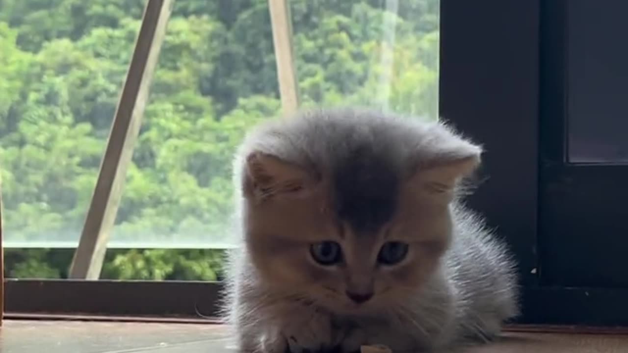 funny cat video compilation