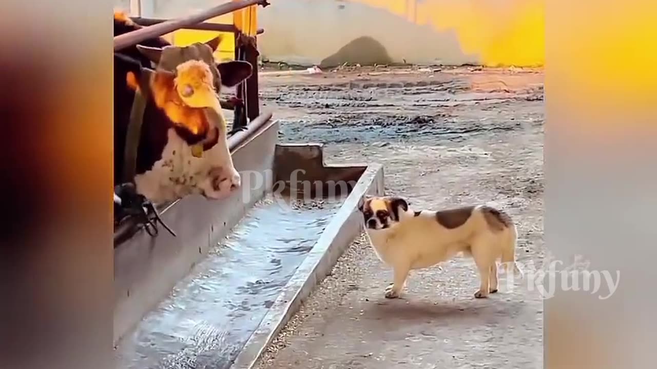 Funny dog and cat moment