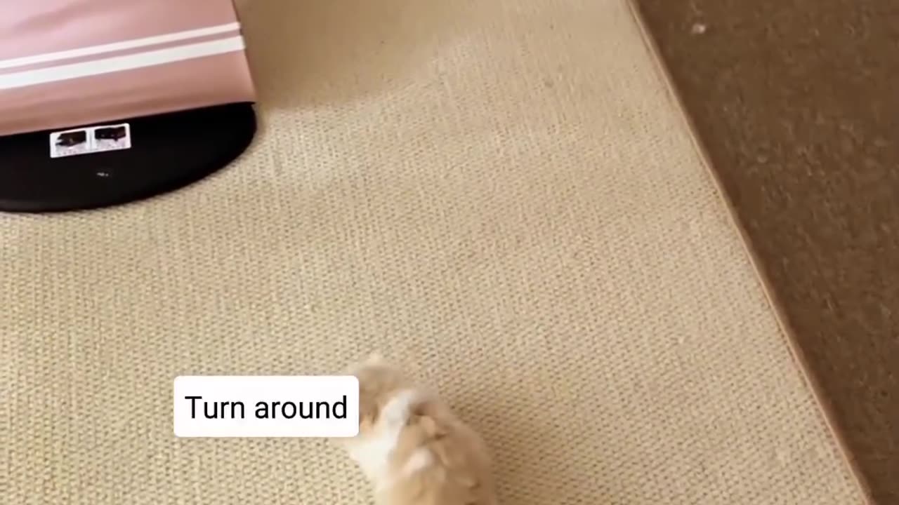 Adorable Kitten Prefers Playtime Over Nap Time!