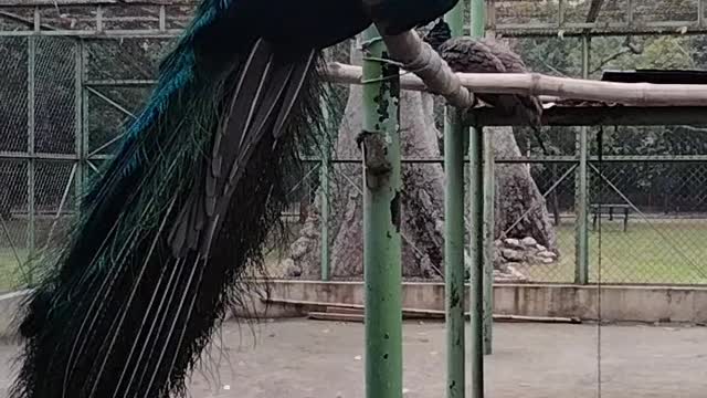 Peacock 🦚 Video By Kingdom of Awais