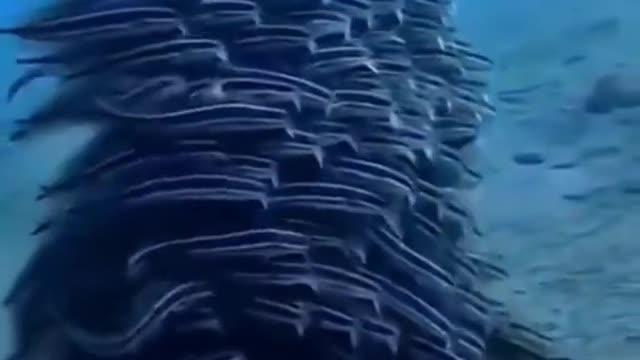 Amazing Underwater Life Sea Animals Swimming