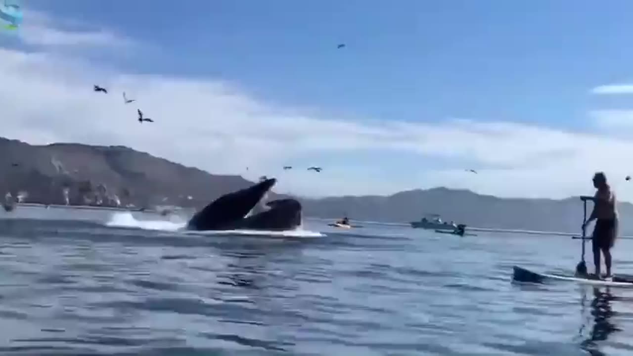 Whale Appears To Swallow Kayakers