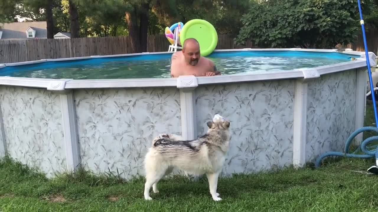 Impatient husky