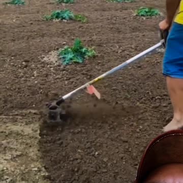 See how the farmer works in the field. His work style was amazing.