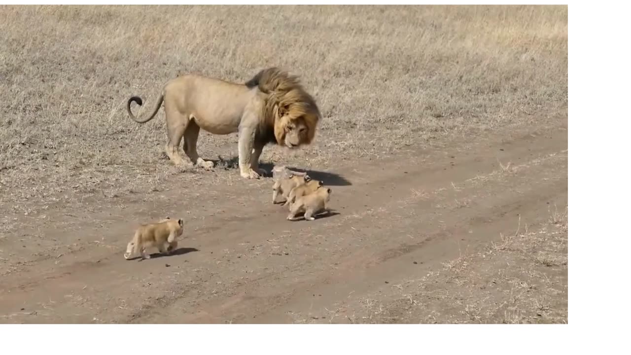 BABY LION CUBS PLAY CHASE MALE LION/SO CUTE