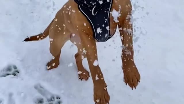 Getting better at catching ❄️
