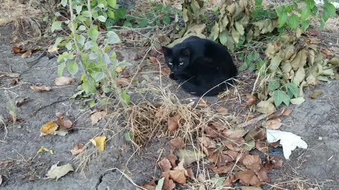 20231020 171024 Cole Approached Sleeping