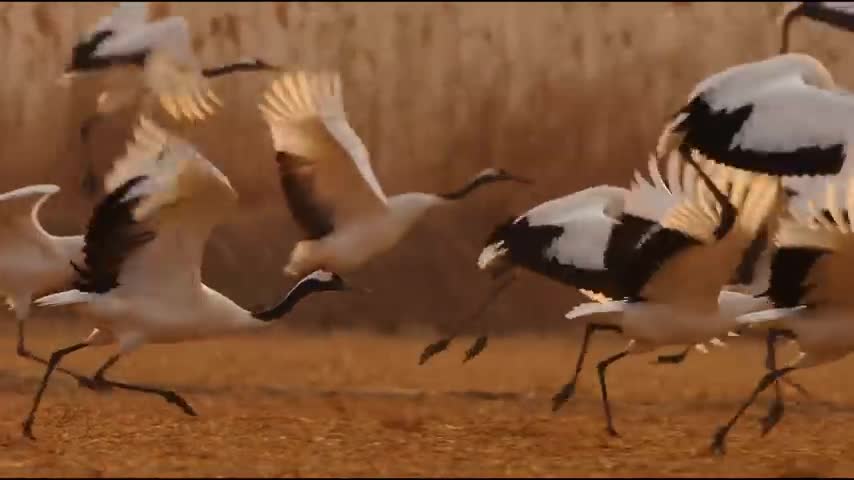 Beautiful Nature video