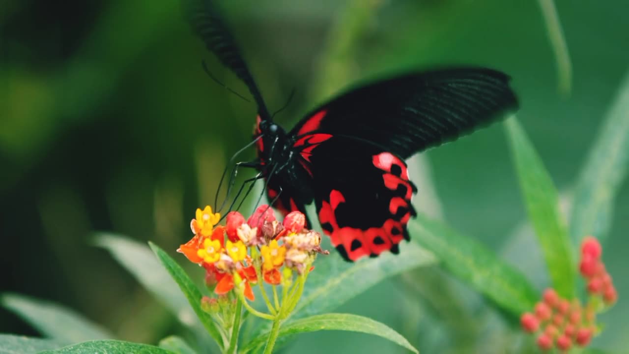 Amazing butterfly