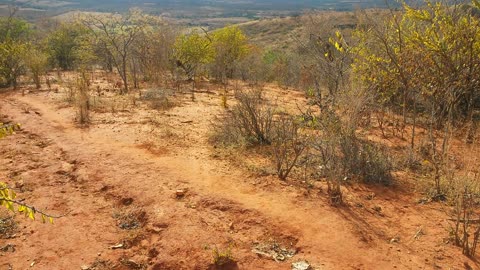 Caatinga Seca