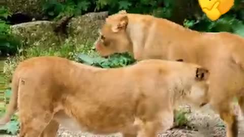 Funny animals video