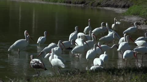 White Faced Ibis Bird Video Footage