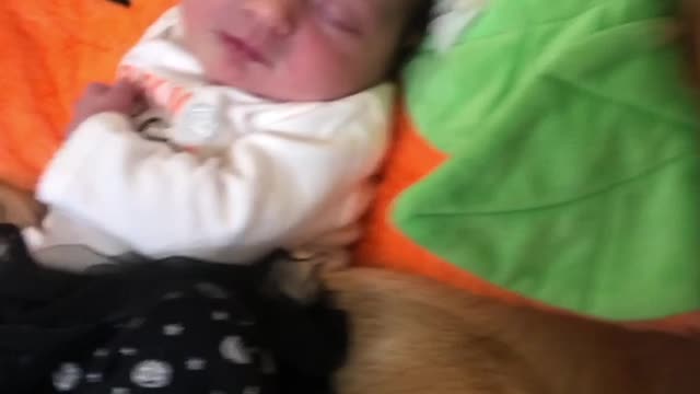 Baby and Golden Retriever Snuggling in Pumpkin Outfits