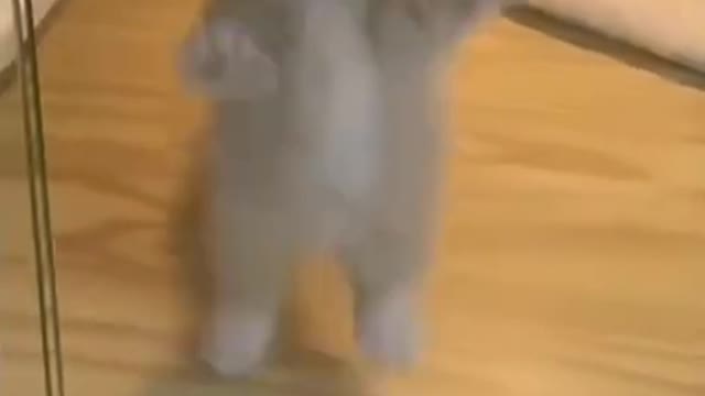 cute cat & kitten video 😍🥰#shorts