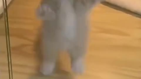 cute cat & kitten video 😍🥰#shorts