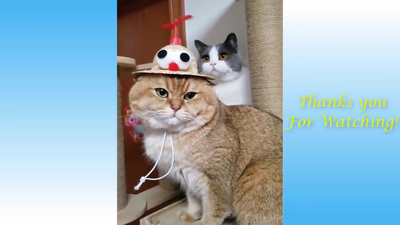 Cute And Funny Pets - Try Not To Laugh To This Pets Compilation #4