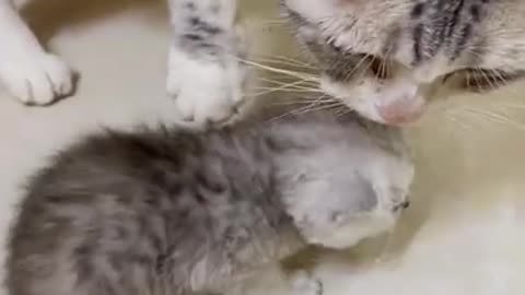 Lovely Cat, black cat, cats, funny cats, funny cat videos