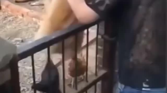 Funny video animal