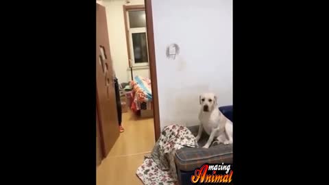 Try Not to Laugh - Puppies Edition #42