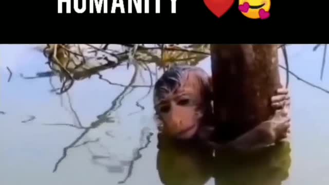 Huminity 🙏🙏for animals||cute small monkey 🐒