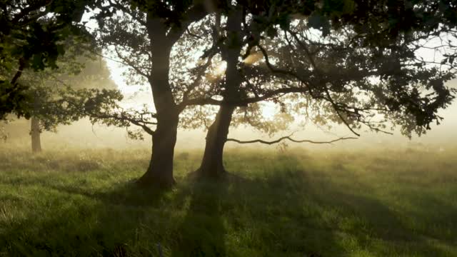 Forest woods mystical morning