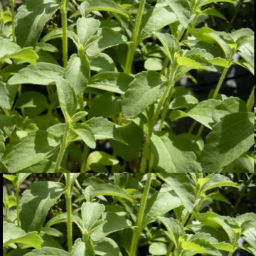 Stevia: The Sweet Truth Behind This Natural Sweetener