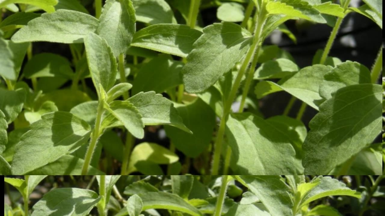 Stevia: The Sweet Truth Behind This Natural Sweetener