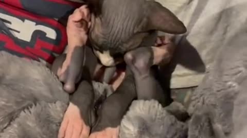 Dog 🐶 video video