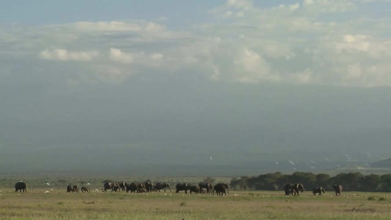 Clouds move in time lapse over a herd of elephants on the African savannah