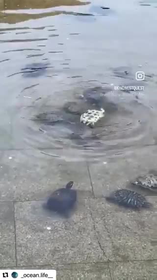 Shorts - Turtle Rescue