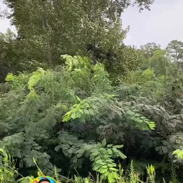 DO YOU LOVE WATCHING THE WIND?