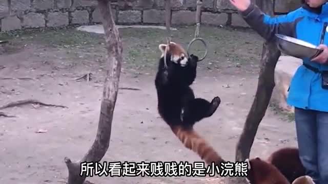 cute little panda