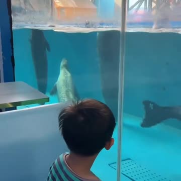 Seals putting on a show 🤣